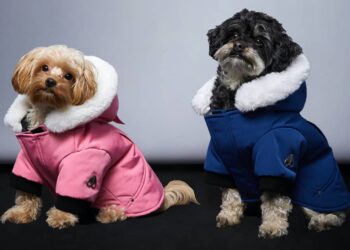 The Ultimate Guide to Waterproof Dog Jacket Grey: Keeping Your Pet Comfortable and Stylish