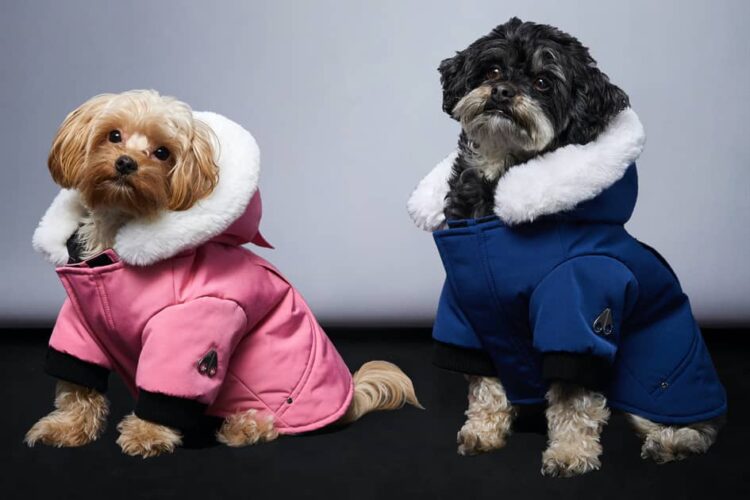 The Ultimate Guide to Waterproof Dog Jacket Grey: Keeping Your Pet Comfortable and Stylish