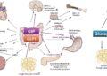 The Future of Weight Management: Insights into the Latest Peptide Innovation