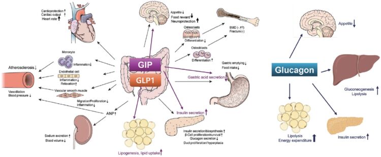 The Future of Weight Management: Insights into the Latest Peptide Innovation