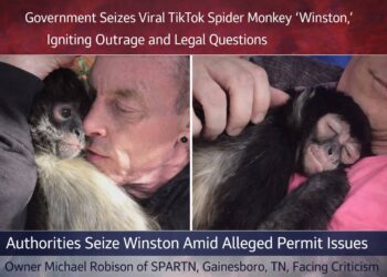 Viral TikTok Spider Monkey